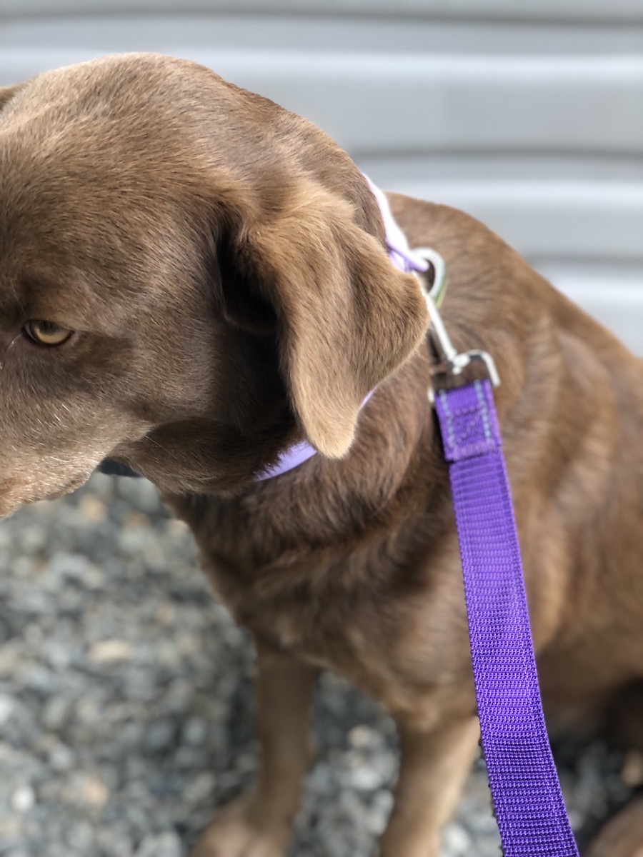 MITOOE 1pc - Single Sided Reflective Dog Leash - Soft Neoprene Padded Breathable - 1 Inch Wide Pet Leash 6FT/5FT/4FT - for Medium & Large Dogs Walking And Training - Without Battery photo review